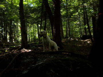 Taffy on a hike